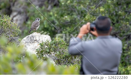 Photographer Captures Striking Pale-Faced Falcon Perched on Rock Photographer Captures Striking Pale-Faced Falcon Perched on Rock 126222280