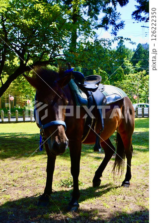 神馬（久知八幡宮／新潟県佐渡市下久知） 126222350