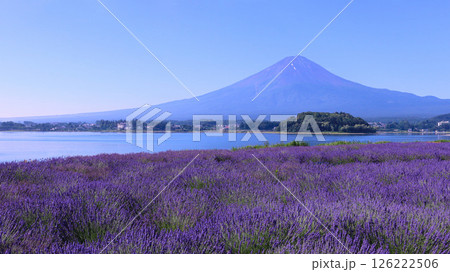 富士河口湖町　大石公園のラベンダーと富士山 126222506