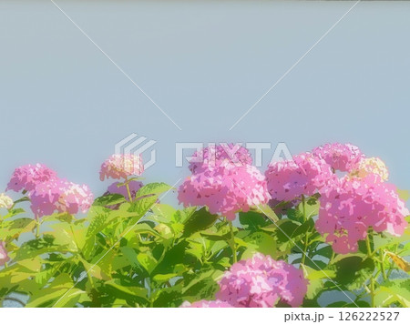 赤いアジサイの花　リニュークレール 126222527