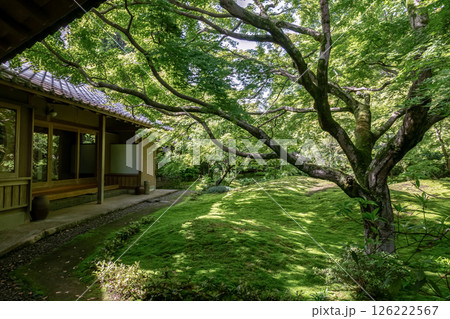 苔庭のある寺院として知られる最勝寺【茨城県筑西市】 苔庭のある寺院として知られる最勝寺【茨城県筑西市】 126222567