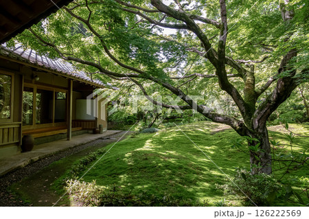 苔庭のある寺院として知られる最勝寺【茨城県筑西市】 苔庭のある寺院として知られる最勝寺【茨城県筑西市】 126222569
