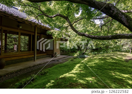 苔庭のある寺院として知られる最勝寺【茨城県筑西市】 苔庭のある寺院として知られる最勝寺【茨城県筑西市】 126222582