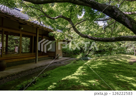 苔庭のある寺院として知られる最勝寺【茨城県筑西市】 126222583