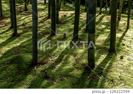 苔庭のある寺院として知られる最勝寺竹林 126222594
