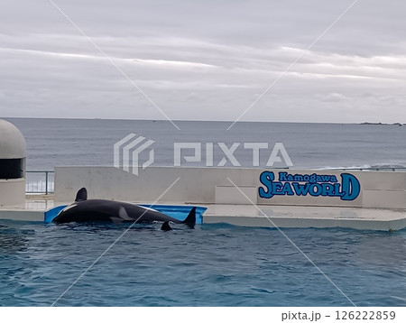 鴨川シーワールドのロゴとシャチ 鴨川シーワールドのロゴとシャチ 126222859