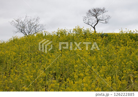 菜の花 菜の花 126222885