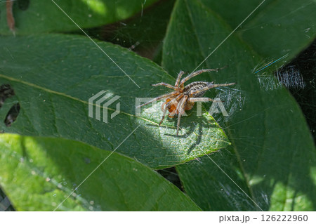 クサグモ(亜成体) クサグモ(亜成体) 126222960