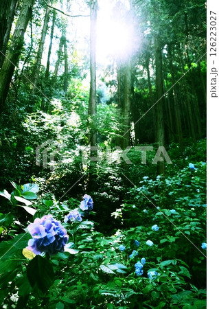 山林に囲まれた紫陽花 クロスプロセス 山林に囲まれた紫陽花 クロスプロセス 126223027