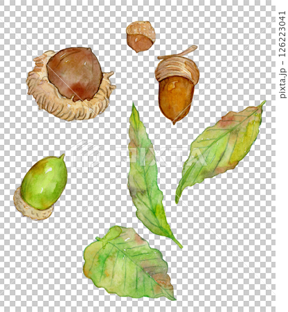 Watercolor illustration: Many acorns Watercolor illustration: Many acorns 126223041
