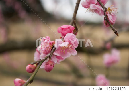 梅の花 126223163
