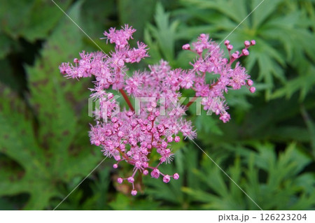 シモツケソウ 126223204