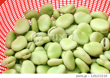 そら豆 そら豆 126223216