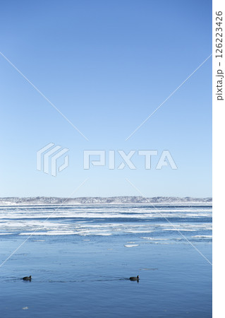 氷の浮く厚岸湖と2羽のオオバン　青空 126223426