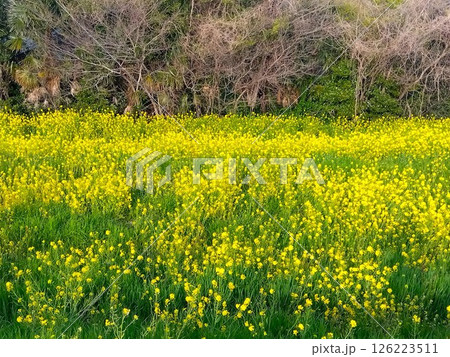 土手から見る江戸川土手に咲く満開の菜の花と生垣の枯れ木風景 126223511