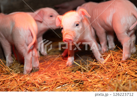 Adorable and Cute Piglets Relaxing on Soft Straw in a Beautiful Farm Environment 126223712