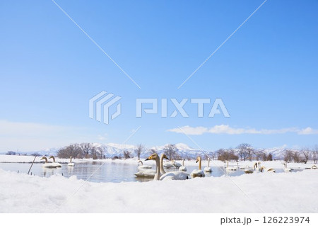 北海道の春に訪れるハクチョウの群れ 北海道の春に訪れるハクチョウの群れ 126223974
