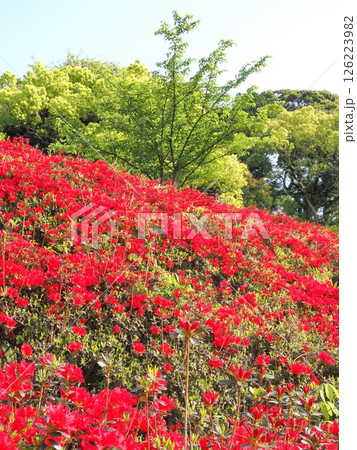 静岡県 ツツジが咲き乱れる初夏の公園 4月 静岡県 ツツジが咲き乱れる初夏の公園 4月 126223982