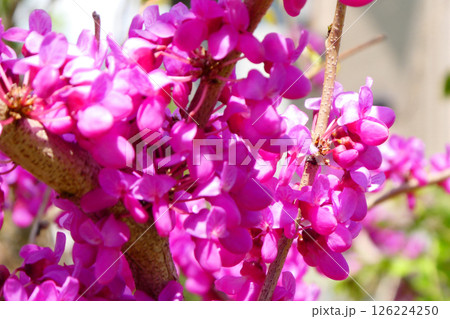赤紫の花がびっしり茎から咲くハナズオウの花　濃い紫のハナズオウの花　幹から直接咲くハナズオウの花 126224250