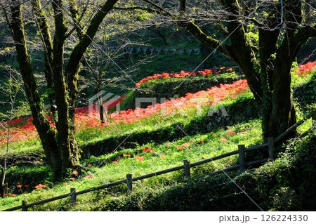 山斜面に咲く彼岸花と桜の古木　【相模原市津久井　10月】 126224330