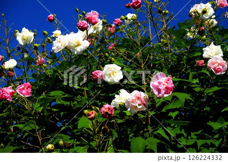 酔芙蓉の花咲く　【相模原市津久井　10月】 126224332