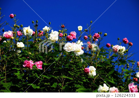 青空に咲く酔芙蓉　【相模原市津久井　10月】 126224333