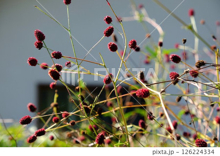吾亦紅の花乱舞 【相模原市津久井 10月】 吾亦紅の花乱舞 【相模原市津久井 10月】 126224334