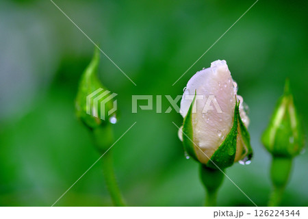 梅雨時の白いバラ アイスバーグ 126224344