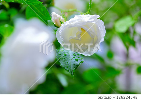 梅雨時の白いバラ アイスバーグ 126224348