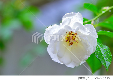 梅雨時の白いバラ アイスバーグ 126224349