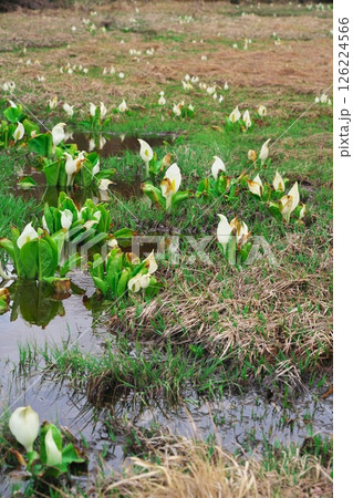 春の乗鞍高原 一ノ瀬園地まいめの池駐車場周辺に咲く水芭蕉 春の乗鞍高原 一ノ瀬園地まいめの池駐車場周辺に咲く水芭蕉 126224566