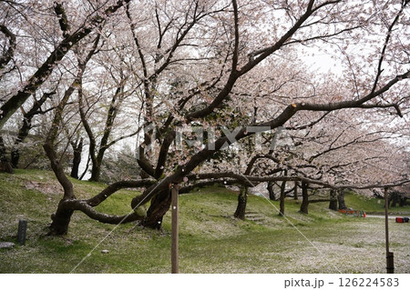 桜のある風景 126224583