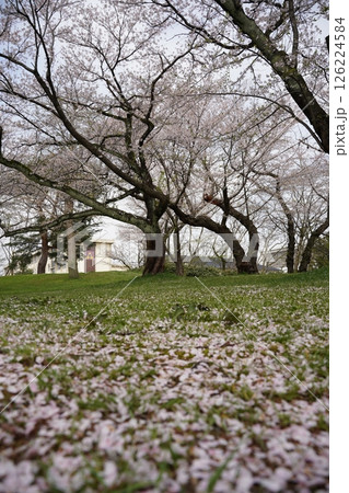 桜のある公園 桜のある公園 126224584