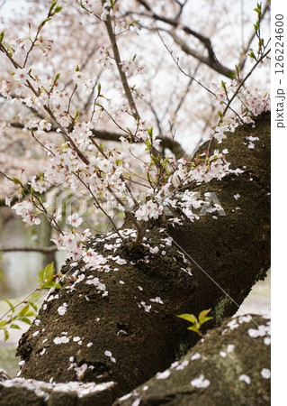 桜の花びら 桜の花びら 126224600