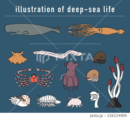 深海生物の手描きイラストセット 126224909