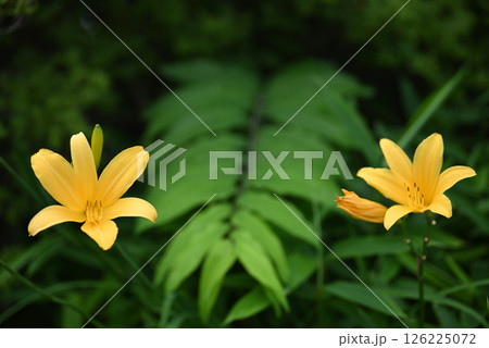 ニッコウキスゲ ニッコウキスゲ 126225072