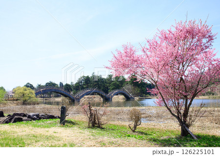 桜咲く春　後三年の役古戦場　太鼓橋　秋田県横手市 126225101