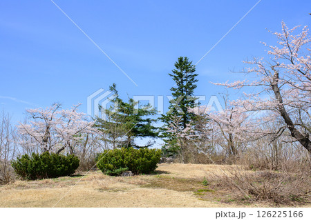 桜咲く春　後三年の役古戦場　立馬郊　秋田県横手市 126225166