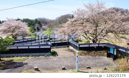 桜咲く後三年の役古戦場 秋田県横手市 桜咲く後三年の役古戦場 秋田県横手市 126225174