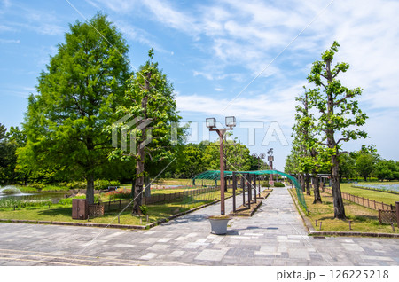 国営木曽三川公園「木曽三川公園センター」北ゾーンプロムナードのメタセコイヤ 126225218