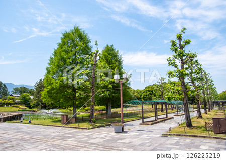 国営木曽三川公園「木曽三川公園センター」北ゾーンプロムナードのメタセコイヤ 国営木曽三川公園「木曽三川公園センター」北ゾーンプロムナードのメタセコイヤ 126225219