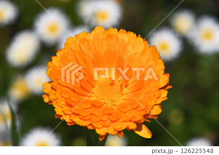 キンセンカとノースポール 126225548