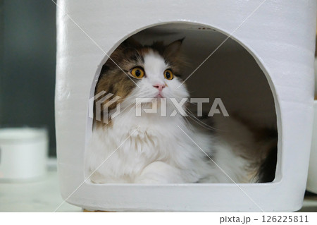 Close up of cute fluffy white cat in a cozy white shelter. Mixed breed cat between Maine Coon and Scottish Fold. 126225811