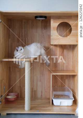 Cute Ragdoll cat wondering in a wooden box, for pet climbing activity. Cute Ragdoll cat wondering in a wooden box, for pet climbing activity. 126225842