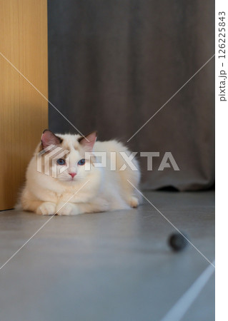 Cute Ragdoll cat lying on the floor, looking at ball cat toy. 7 months old Cute Ragdoll cat lying on the floor, looking at ball cat toy. 7 months old 126225843