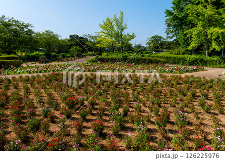 公園で見つけた夏の光景 公園で見つけた夏の光景 126225976