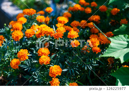 公園で見つけた夏の光景 公園で見つけた夏の光景 126225977