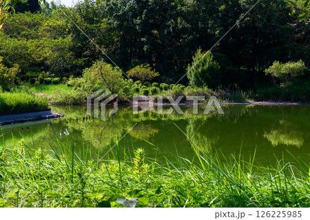 公園で見つけた夏の光景 公園で見つけた夏の光景 126225985