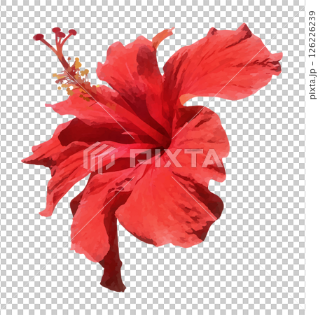 紅芙蓉花的水彩插圖 紅芙蓉花的水彩插圖 126226239