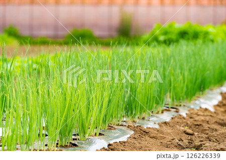 畑でマルチを使用して育てられているネギ 126226339